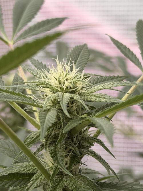 Sherb Queen  RQS. Week 4