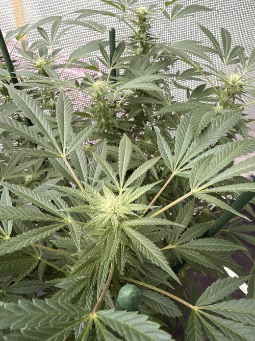 Sherb Queen  RQS. Week 4