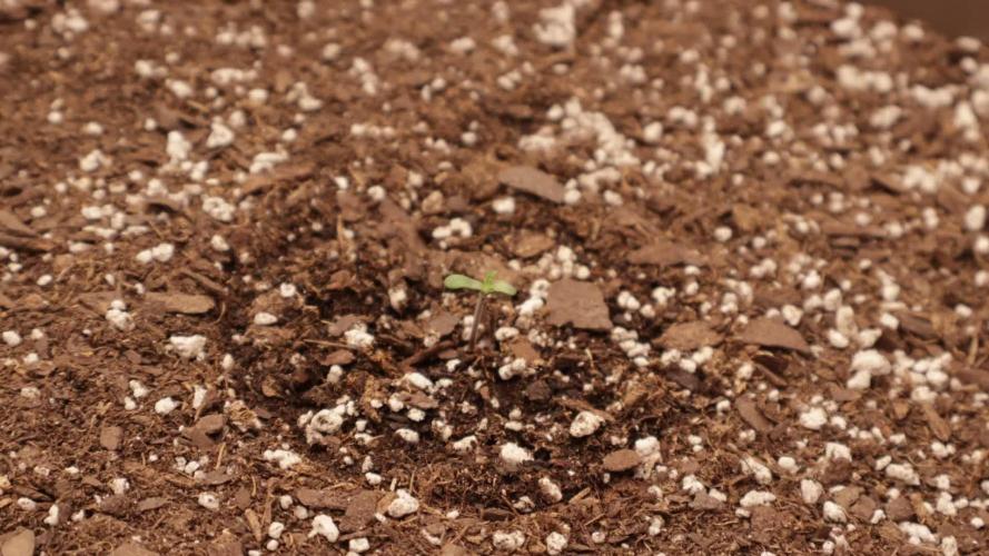 Twentytwenty El Diablo Auto