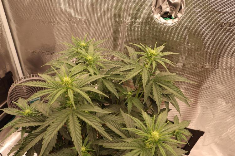 Twentytwenty El Diablo Auto. Week 5