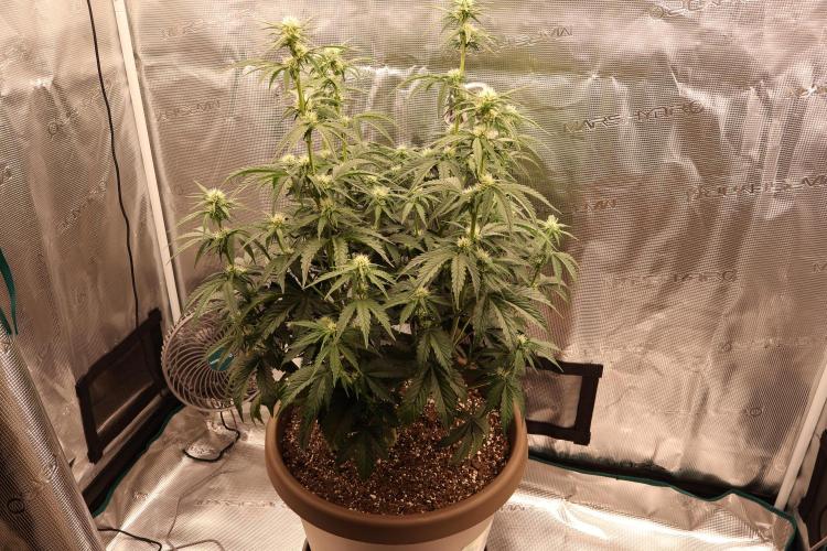 Twentytwenty El Diablo Auto. Week 5