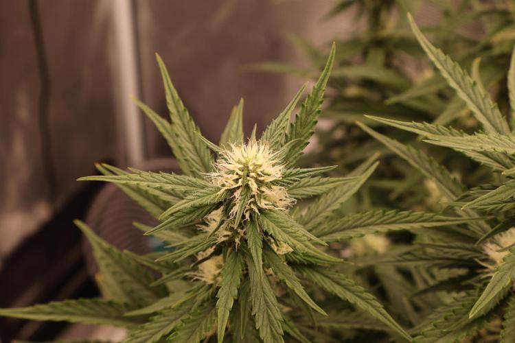 Twentytwenty El Diablo Auto. Week 6