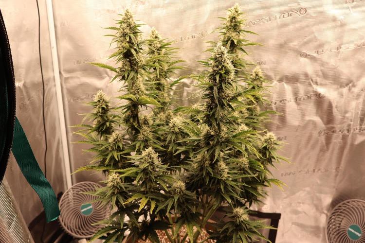 Twentytwenty El Diablo Auto. Week 7