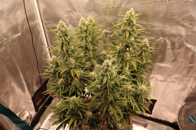 Twentytwenty El Diablo Auto. Week 7