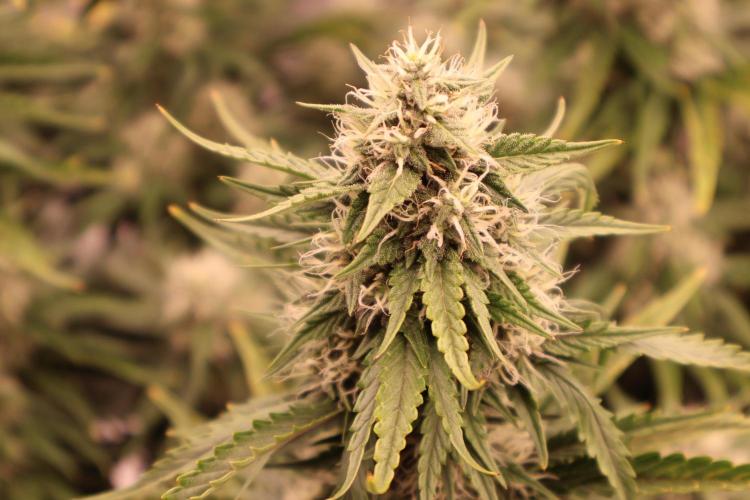 Twentytwenty El Diablo Auto. Week 7