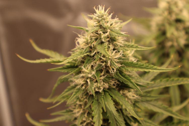 Twentytwenty El Diablo Auto. Week 7