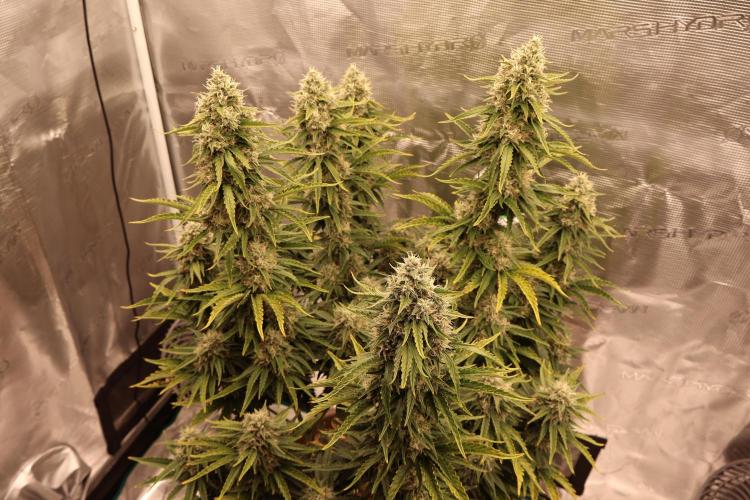 Twentytwenty El Diablo Auto. Week 8