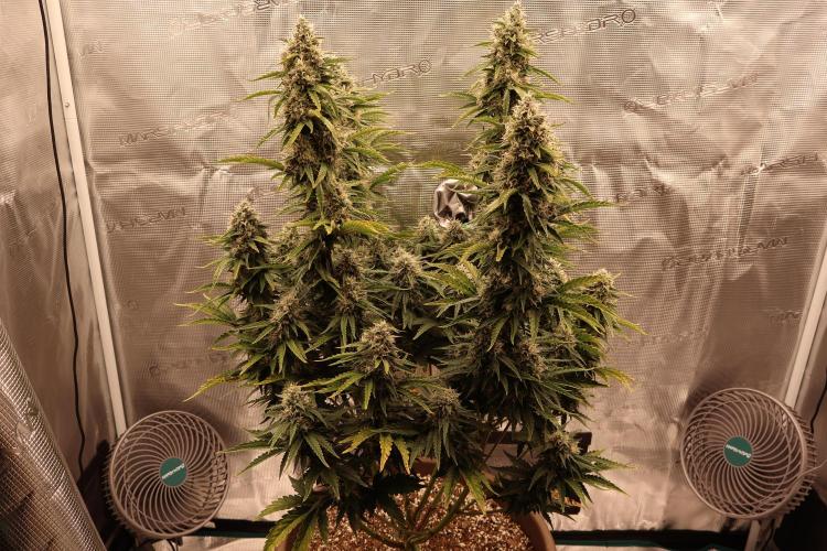 Twentytwenty El Diablo Auto. Week 8