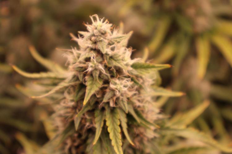 Twentytwenty El Diablo Auto. Week 8