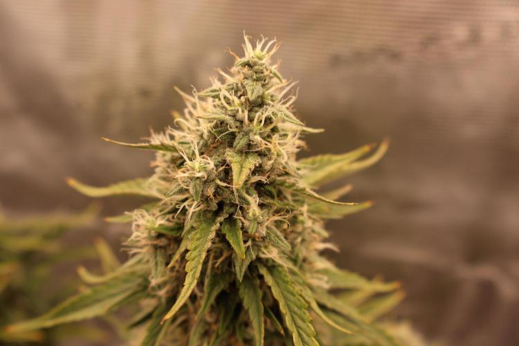 Twentytwenty El Diablo Auto. Week 8