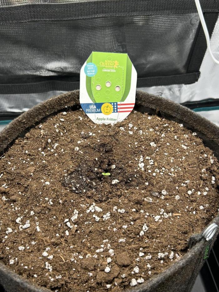 Apple Fritter / RQS. Week 1 - day 1