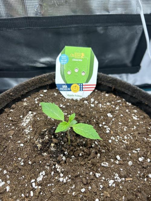 Apple Fritter / RQS. Week 2 - Day 10