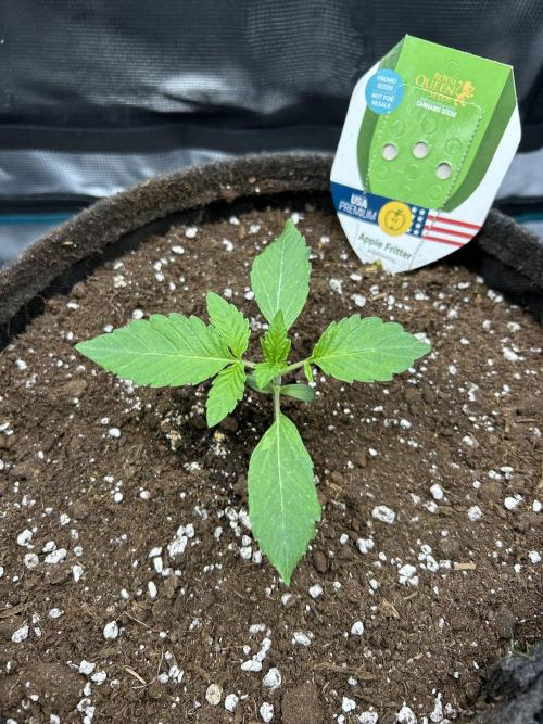 Apple Fritter / RQS. Week 2 - day 13