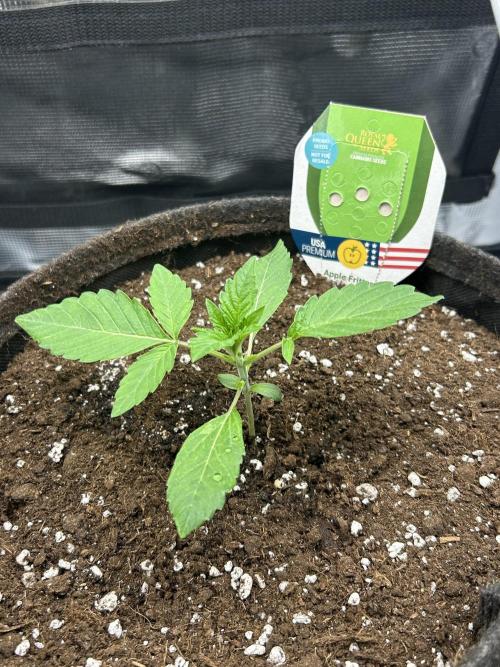 Apple Fritter / RQS. Week 3 - Day 14