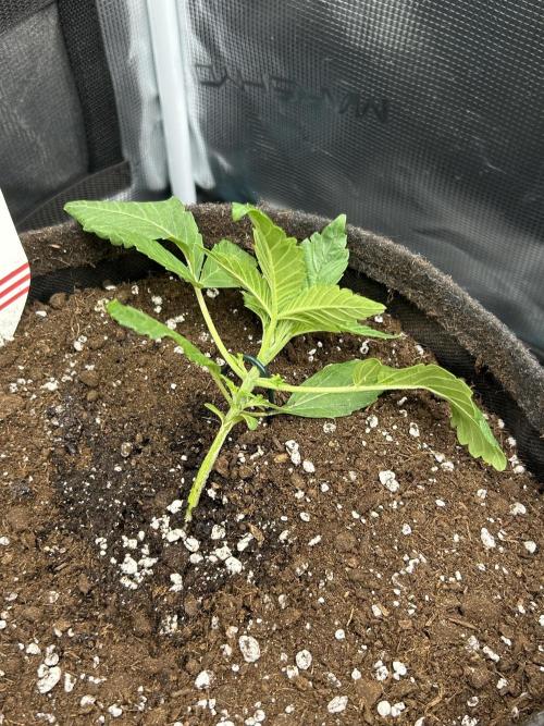 Apple Fritter / RQS. Week 3 - Day 17 LST