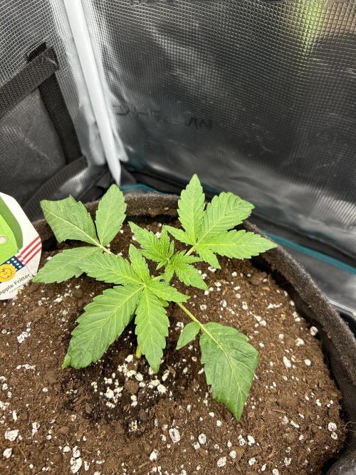 Apple Fritter / RQS. Week 3 - Day 18