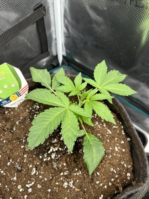 Apple Fritter / RQS. Week 3 - Day 20