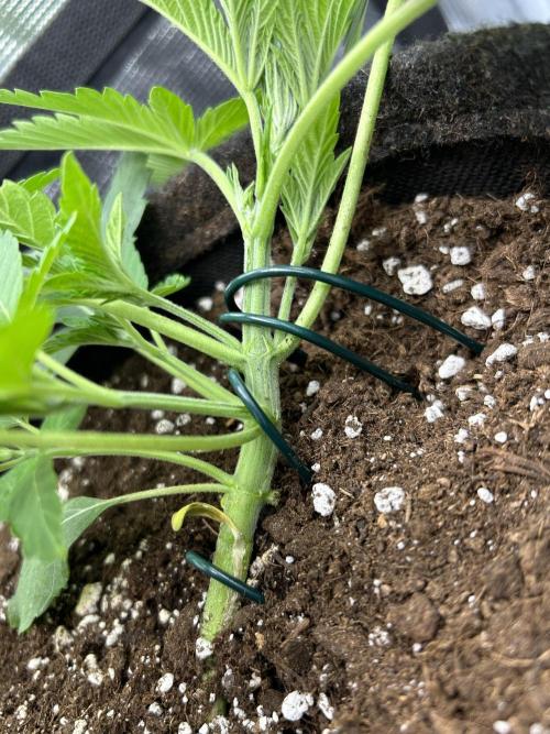 Apple Fritter / RQS. Week 4 - Day 22