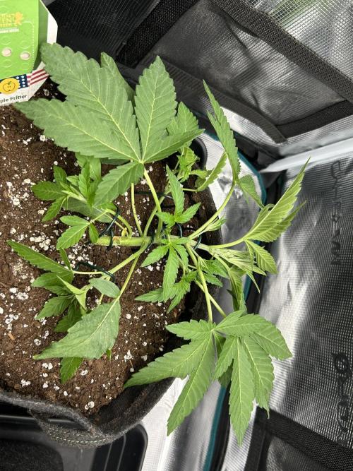 Apple Fritter / RQS. Week 4 - Day 24