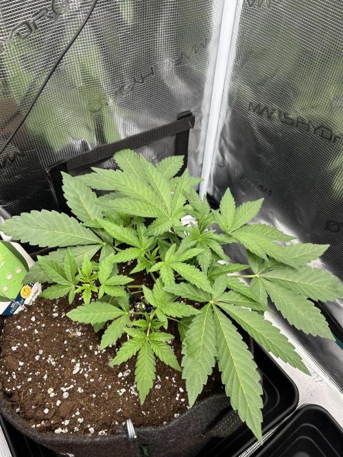 Apple Fritter / RQS. Week 4 - Day 26