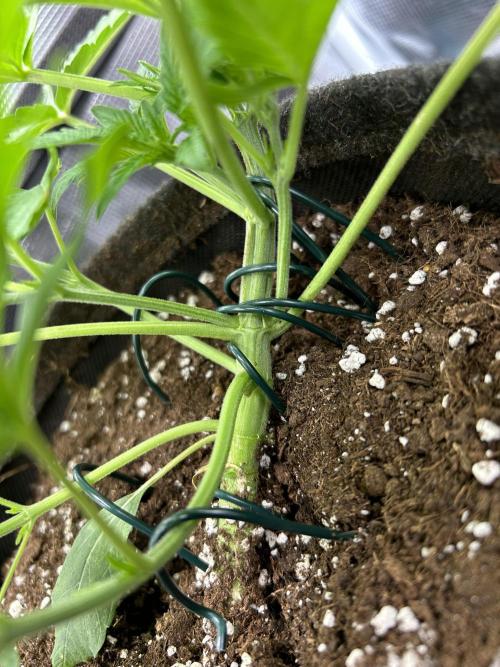 Apple Fritter / RQS. Week 4 - Day 26