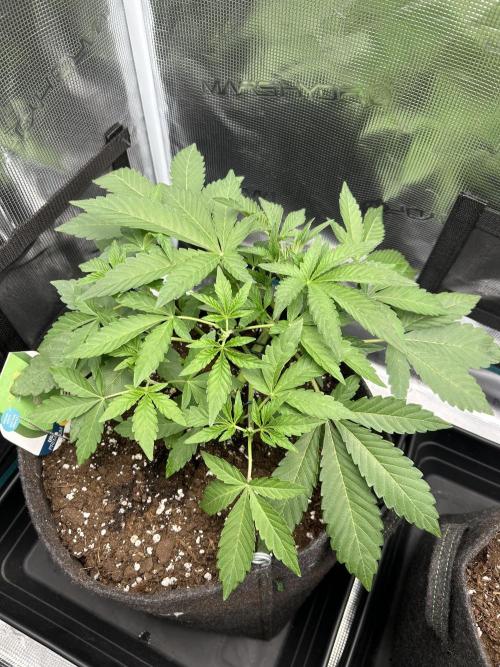 Apple Fritter / RQS. Week 4 - Day 28