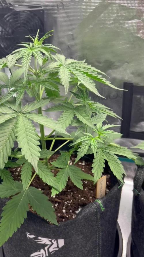 Critical Auto (1st grow)