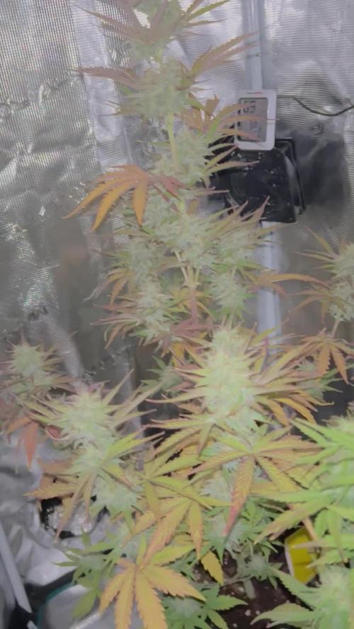 Critical Auto (1st grow)