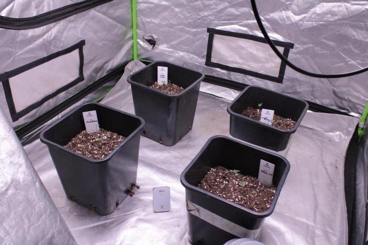 Sugar Larry - EXOTIC SEED. Week 1 - DAY 2