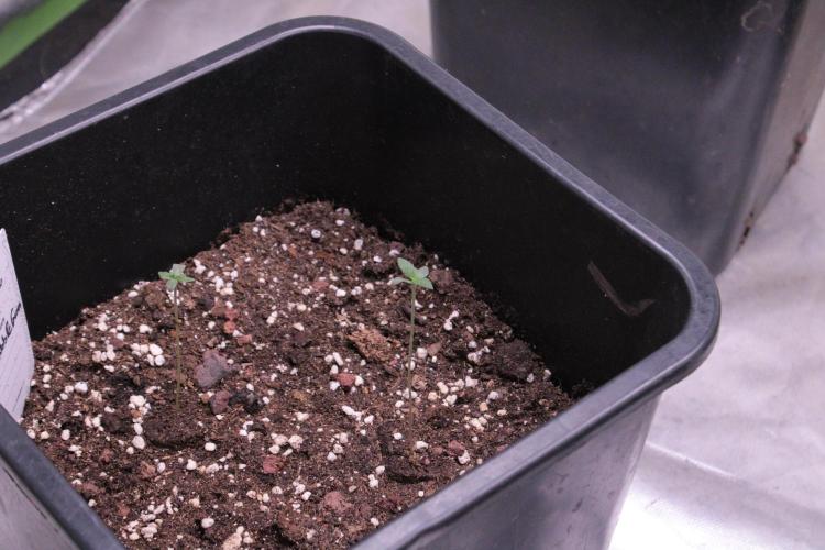 Sugar Larry - EXOTIC SEED. Week 1 - BubbleGum @Zamnesiaseeds