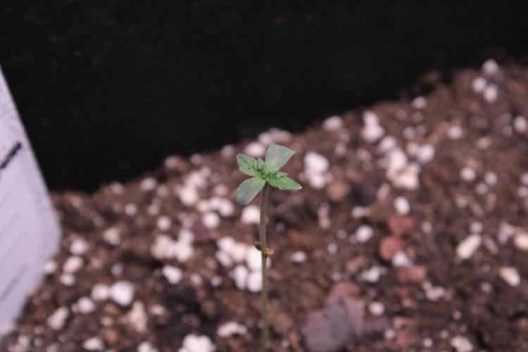 Sugar Larry - EXOTIC SEED. Week 1 - BubbleGum #1