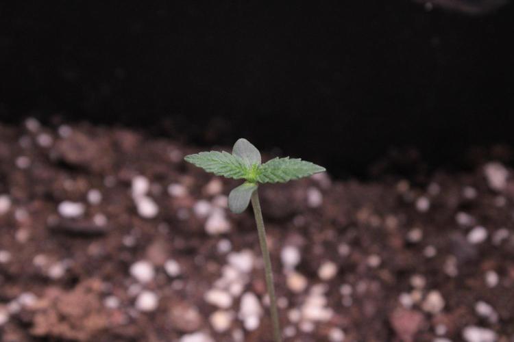 Sugar Larry - EXOTIC SEED. Week 1 - BubbleGum #2