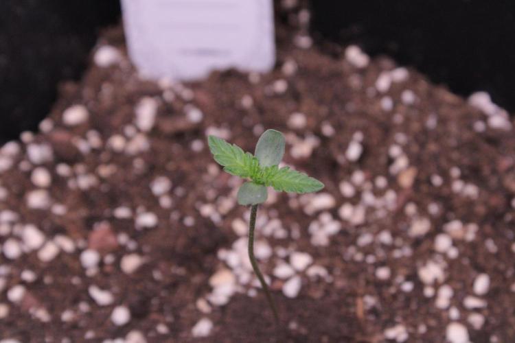 Sugar Larry - EXOTIC SEED. Week 1 - Sugar Larry #1