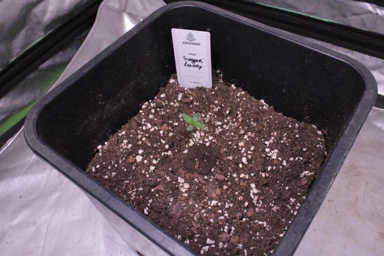 Sugar Larry - EXOTIC SEED. Week 1 - Sugar Larry #1