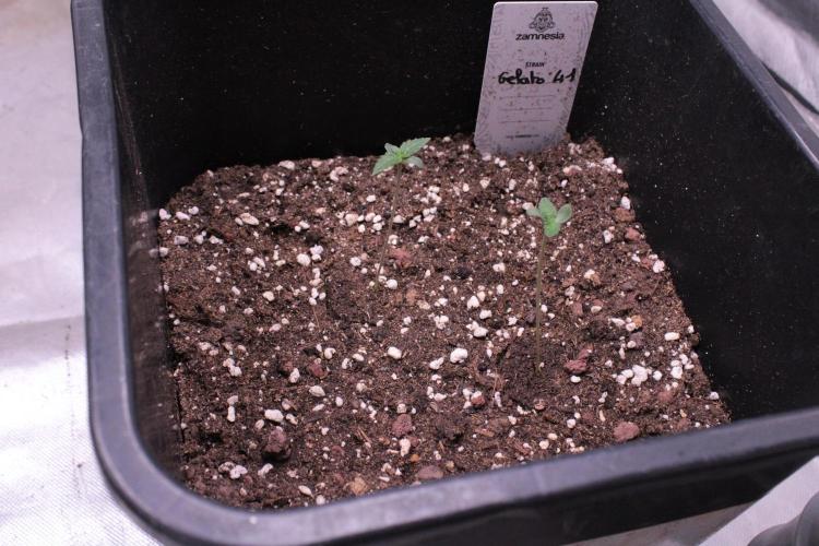 Sugar Larry - EXOTIC SEED. Week 1 - Gelato 41 @weedseedexpress