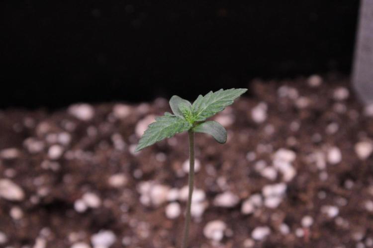Sugar Larry - EXOTIC SEED. Week 1 - Gelato 41#1