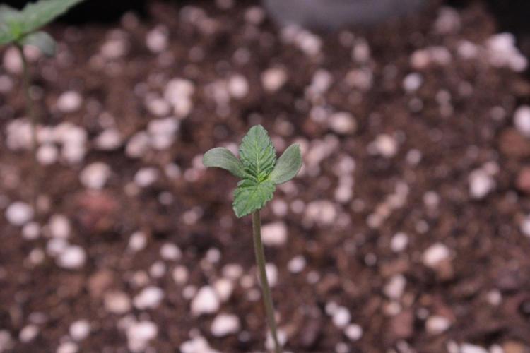 Sugar Larry - EXOTIC SEED. Week 1 - Gelato 41 #2