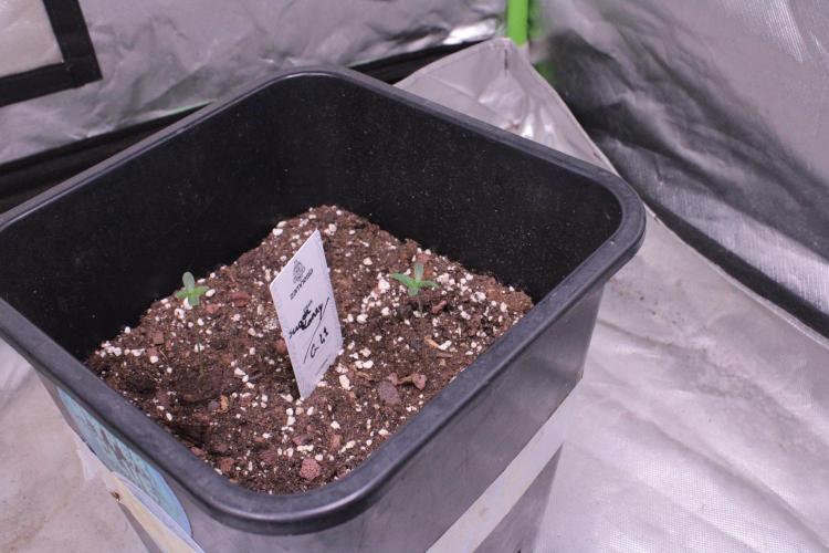 Sugar Larry - EXOTIC SEED. Week 1 - Mix pot - Sugar Larry/ Gelato 41
