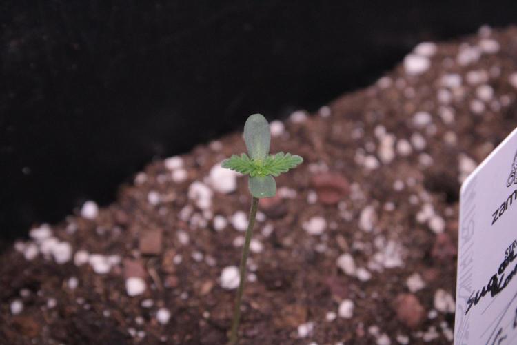 Sugar Larry - EXOTIC SEED. Week 1 - Sugar Larry #2