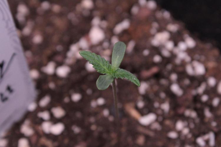 Sugar Larry - EXOTIC SEED. Week 1 - Gelato 41 #3