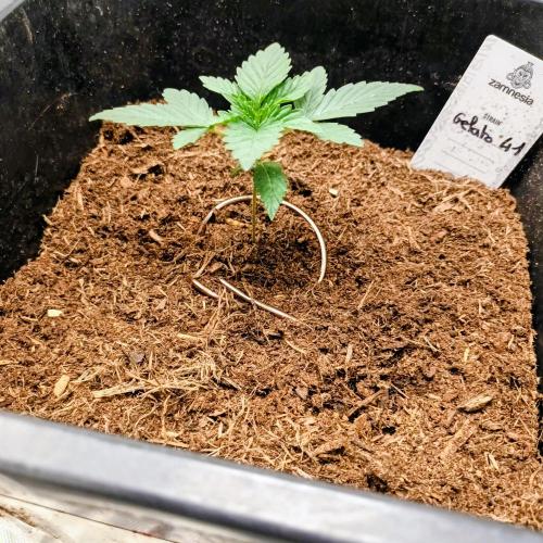 Sugar Larry - EXOTIC SEED. Week 2 - Gelato 41