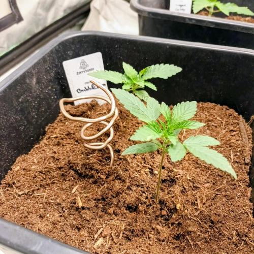Sugar Larry - EXOTIC SEED. Week 2 - BubbleGum 1&2