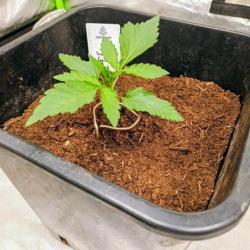 Sugar Larry - EXOTIC SEED. Week 2 - Sugar Larry