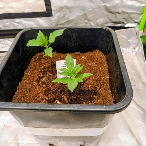 Sugar Larry - EXOTIC SEED. Week 2 - Sugar Larry/ Gelato41