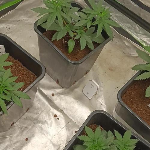 Sugar Larry - EXOTIC SEED