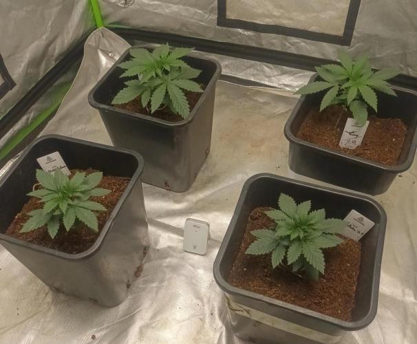 Sugar Larry - EXOTIC SEED. Week 3 - VEG +19 jours