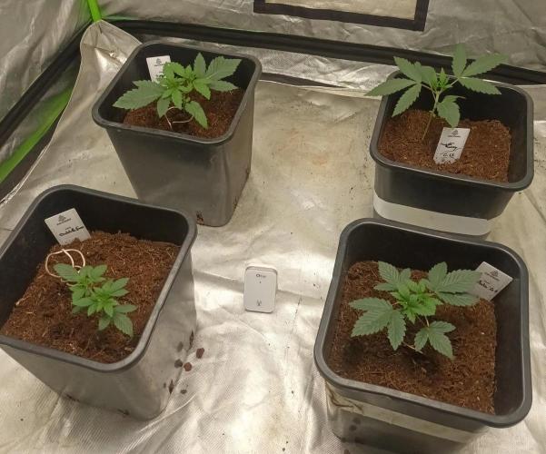 Sugar Larry - EXOTIC SEED. Week 3 - VEG +20 jours
