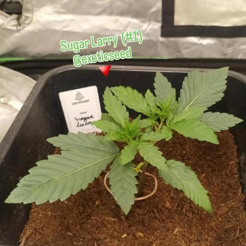 Sugar Larry - EXOTIC SEED. Week 3 - Veg+20