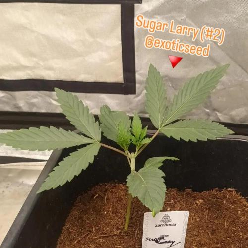 Sugar Larry - EXOTIC SEED. Week 3 - Veg +20