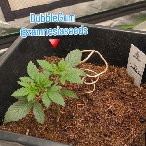 Sugar Larry - EXOTIC SEED. Week 3 - Veg +20